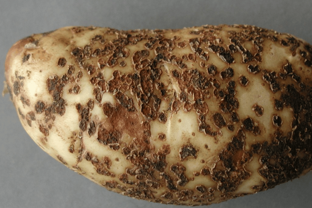 Spongospora subterranea potato -  Powdery scab.png